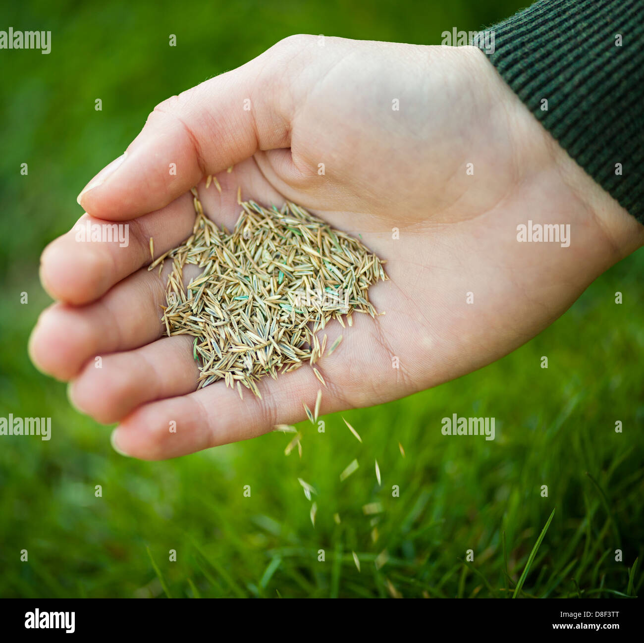 Hand planting grass seed for overseeding green lawn care Stock Photo