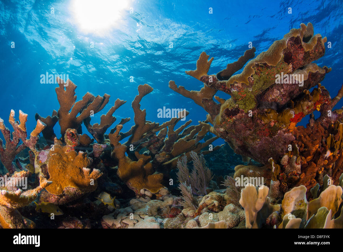 Tropical reef scene of elkhorn coral in Key Largo, Florida. Stock Photo