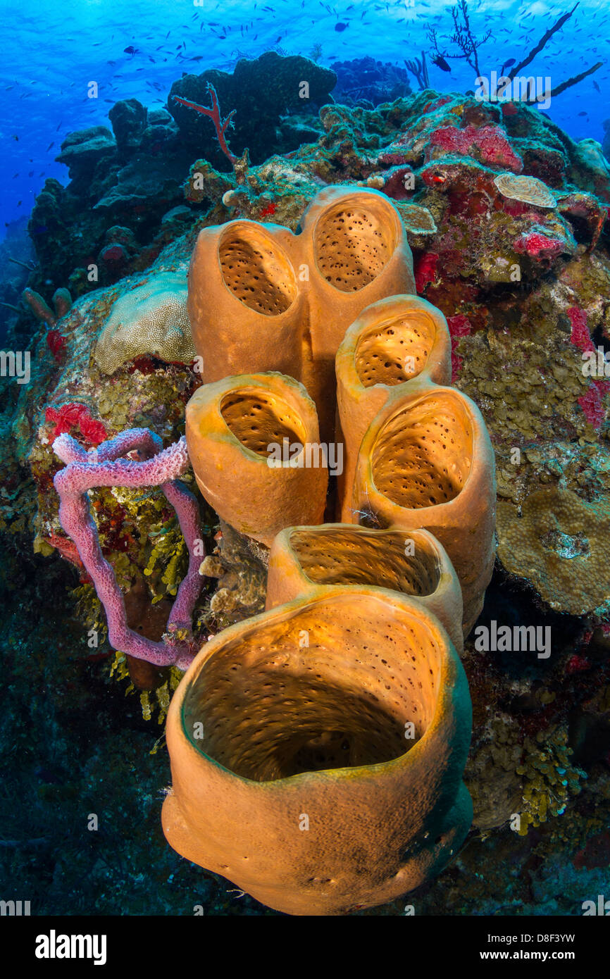 A yellow tube sponge growing on a reef wall in Lighthouse reef, Belize Stock Photo Alamy