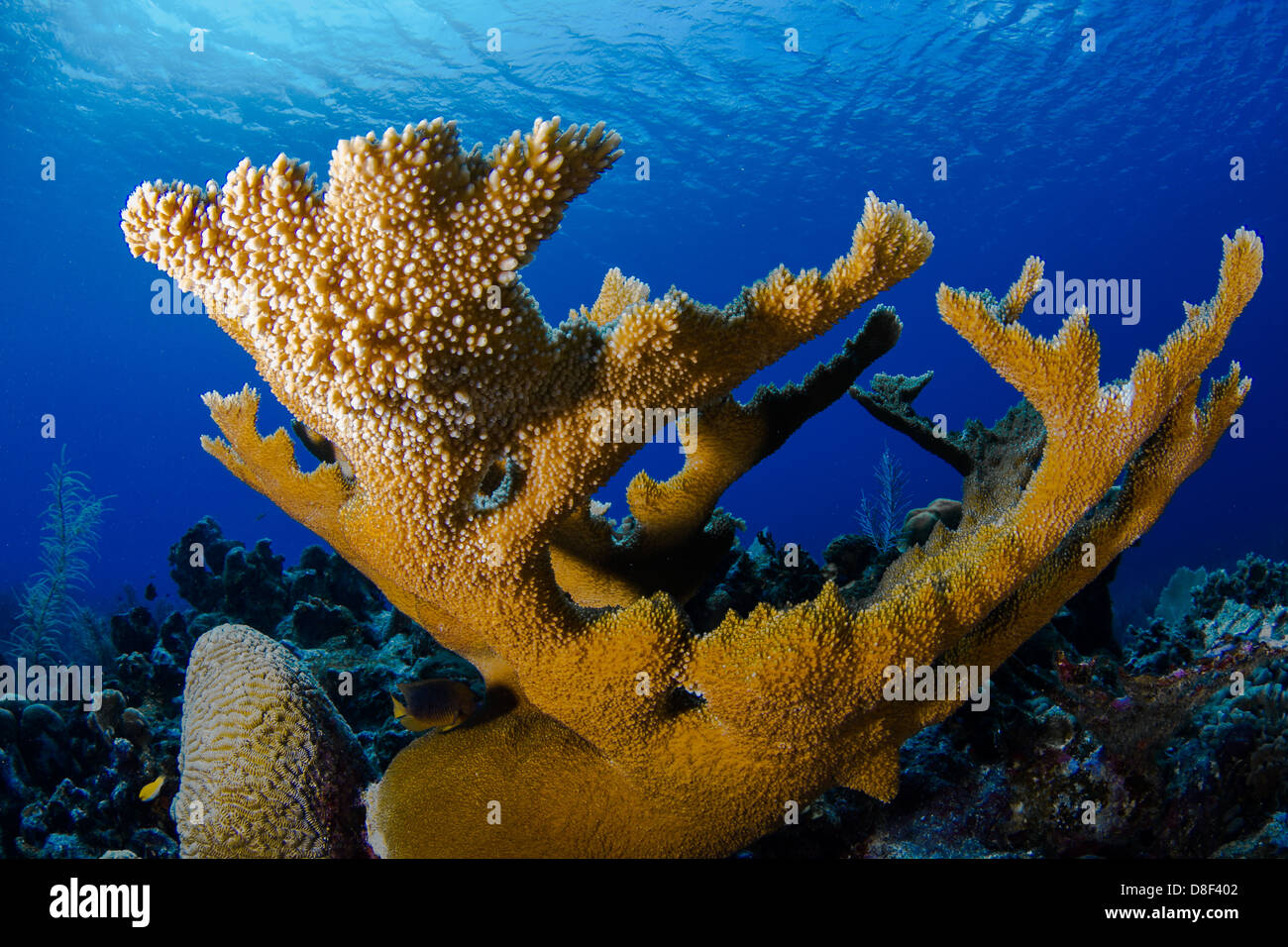 New growth pictured  on a branch of a large elkhorn coral patch off Lighthouse Reef in Belize. Stock Photo