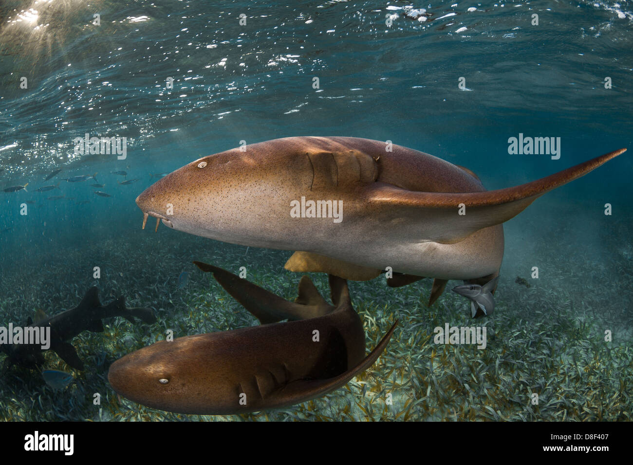 Friendly nurse sharks at the famous shark ray alley in Belize. Stock Photo