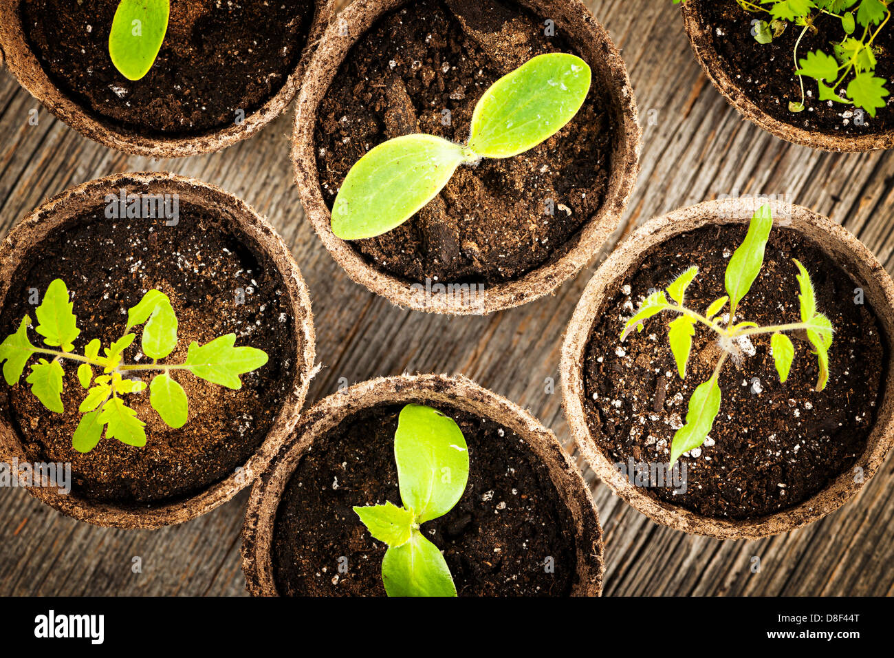 Potted seedlings growing in biodegradable peat moss pots from above Stock Photo