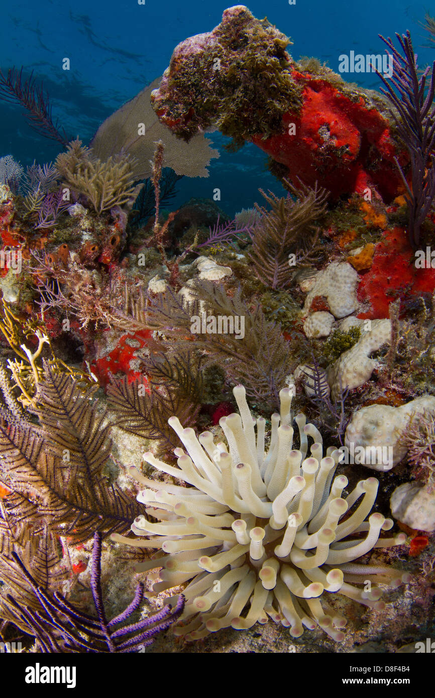 A giant Caribbean sea anemone rests atop a reef in Key Largo, Florida. Stock Photo