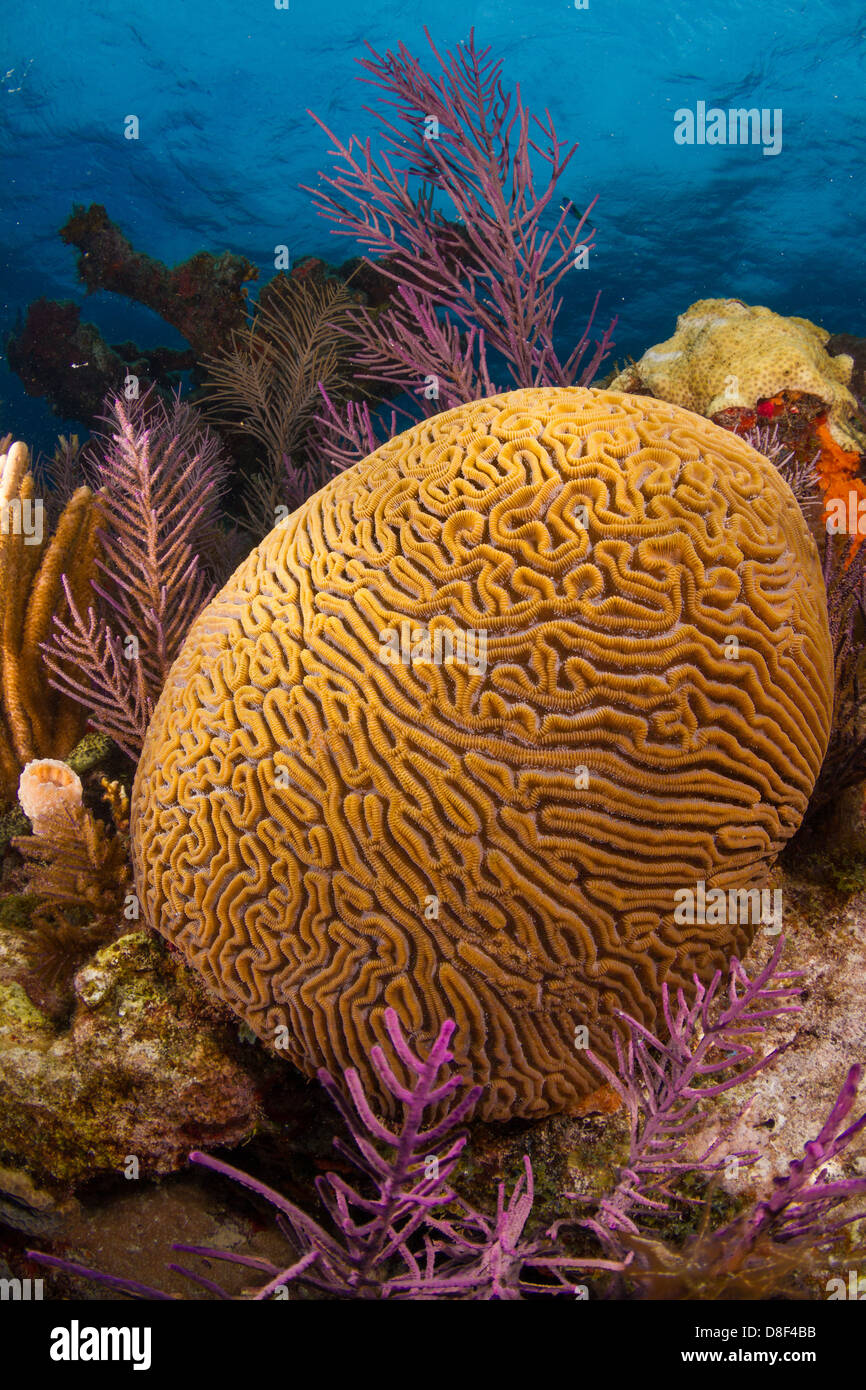 Grooved brain coral growing in the Florida Keys off of a reef system in Key Largo, Florida. Stock Photo