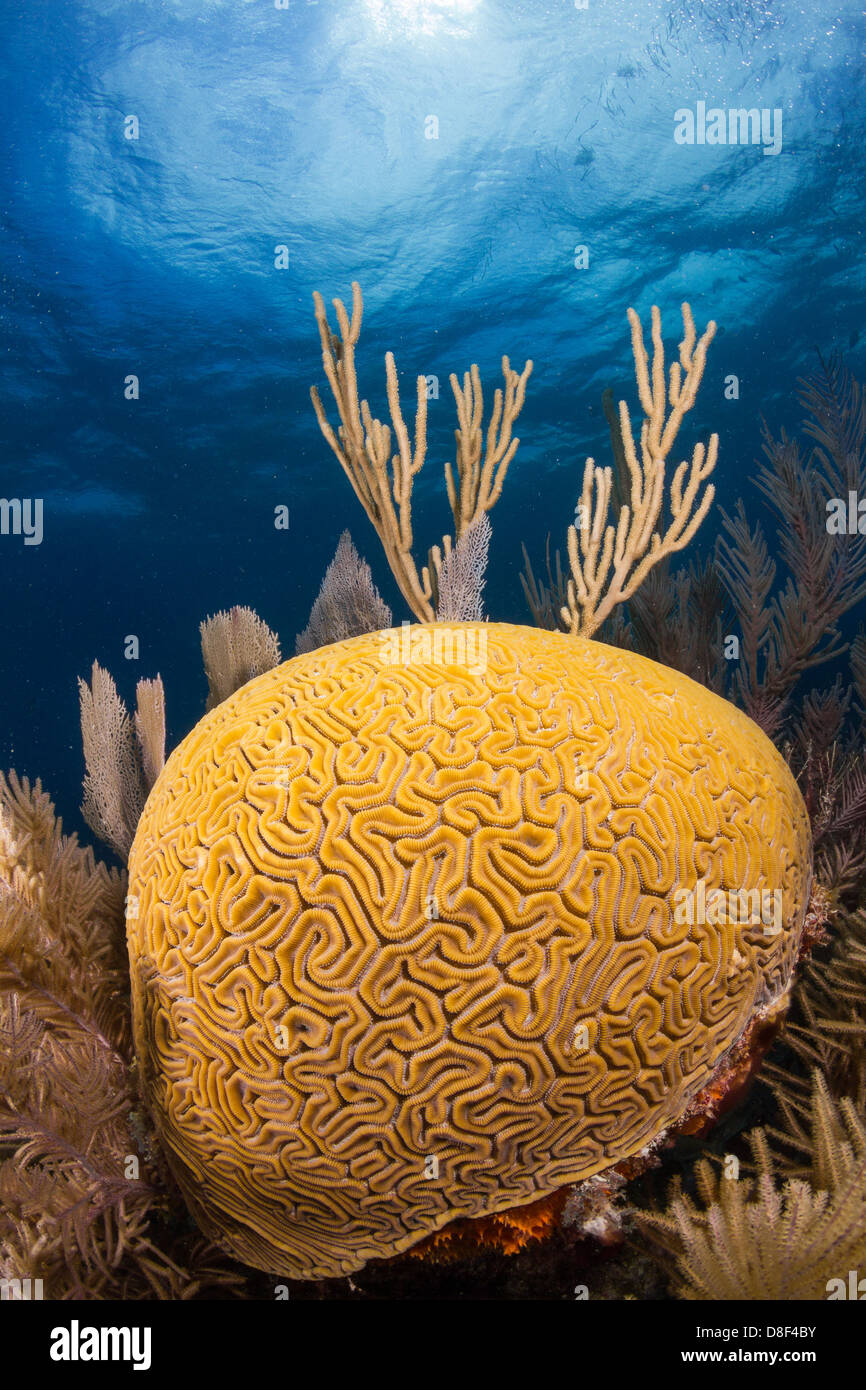 Grooved brain coral growing in the Florida Keys off of a reef system in Key Largo, Florida. Stock Photo