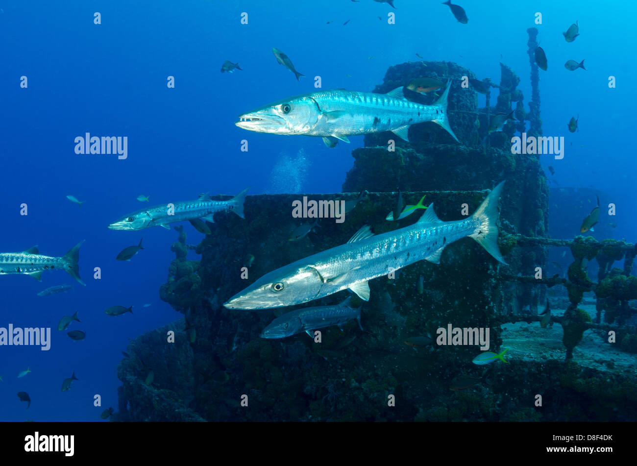 Great barracuda swim against the current on the wreck of the Duane in Key Largo, Florida Stock Photo