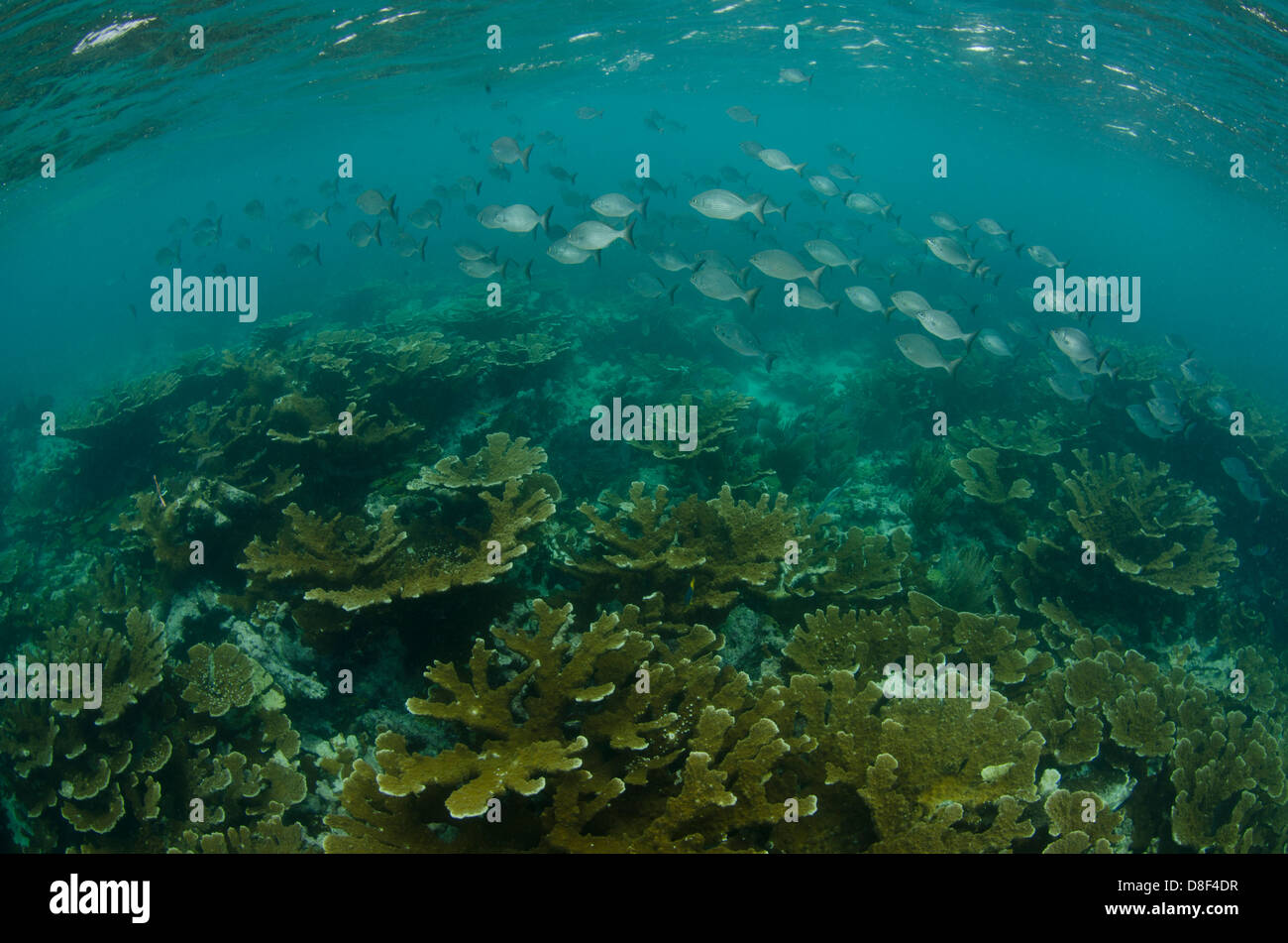 A school of fish swims over a patch of elkhorn coral near the surface Stock Photo