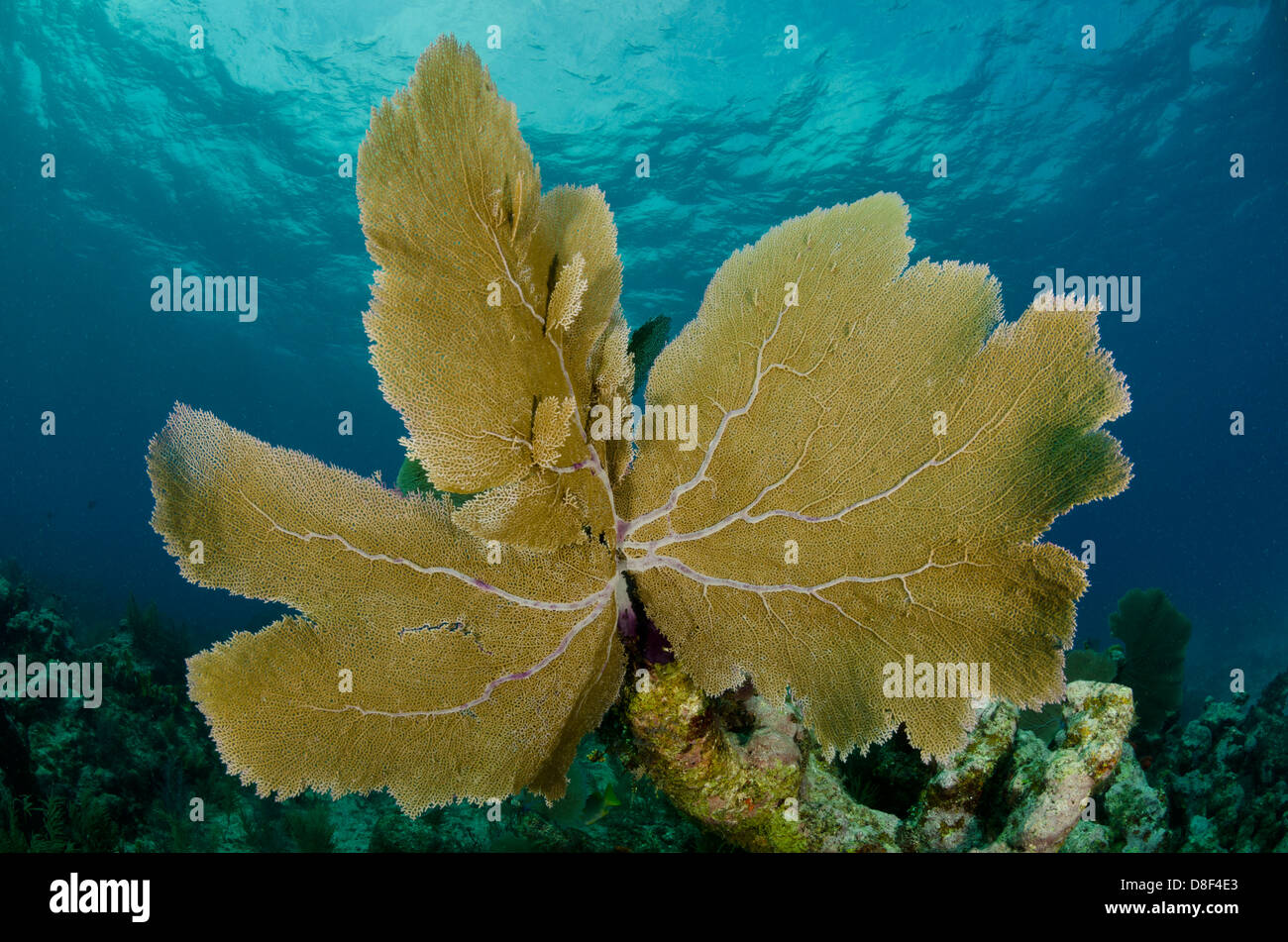 A large sea fan sways with the reef Stock Photo