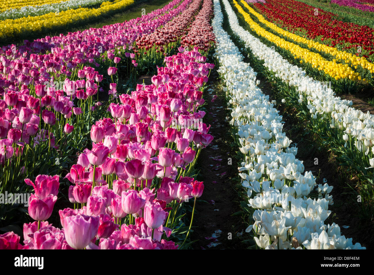 Rows of tulips on a flower farm Stock Photo - Alamy