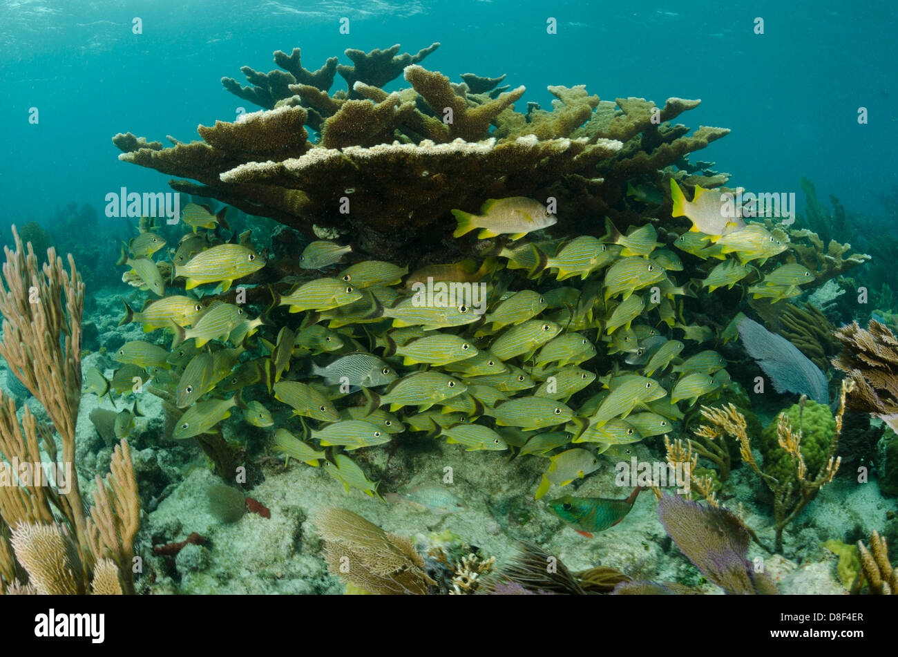 Schooling yellow grunts under a hard coral ledge Stock Photo