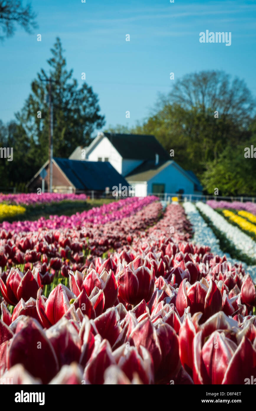 Rows of tulips leading to a farm house Stock Photo - Alamy
