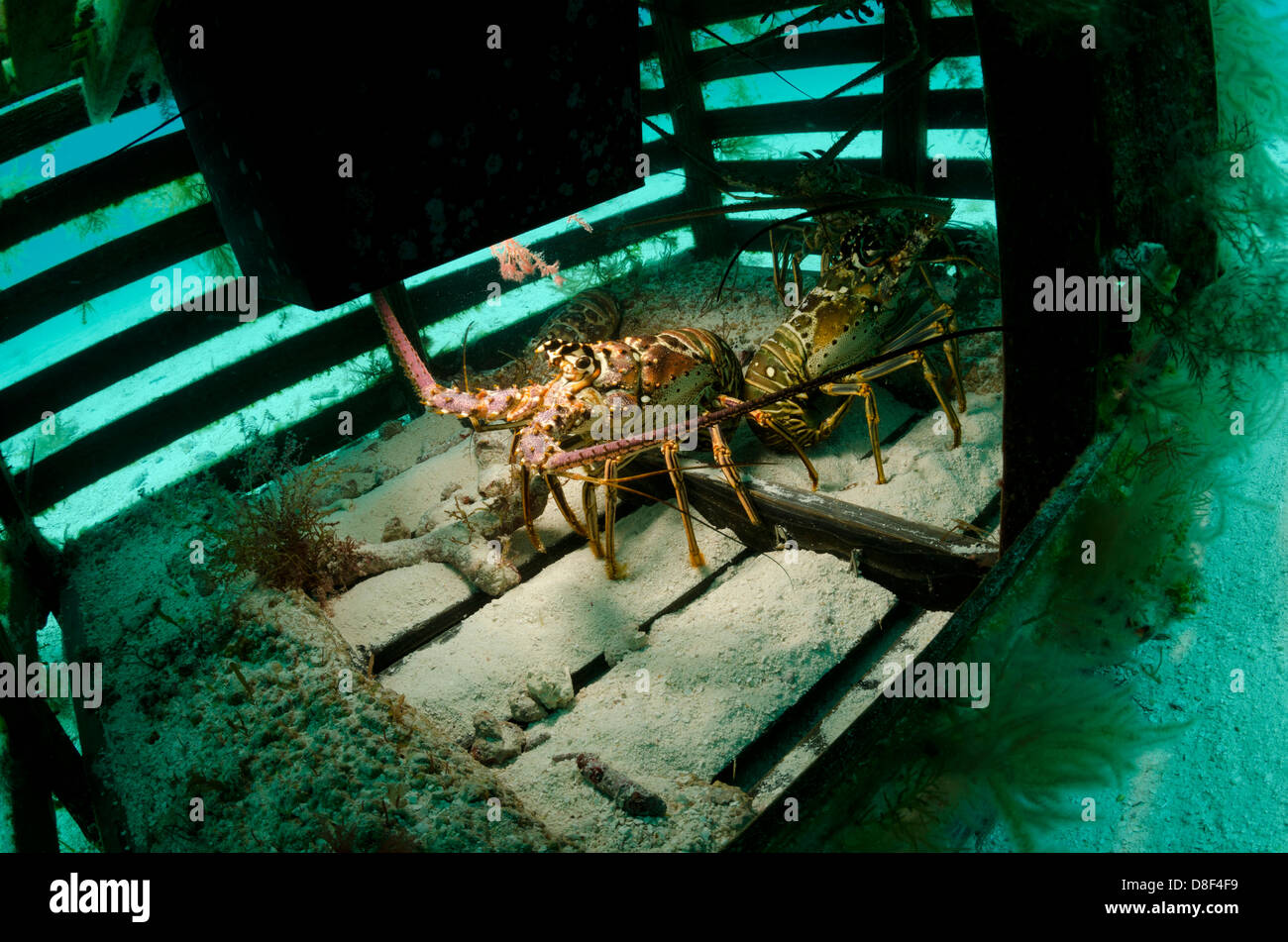 Lobster trap underwater hi-res stock photography and images - Alamy