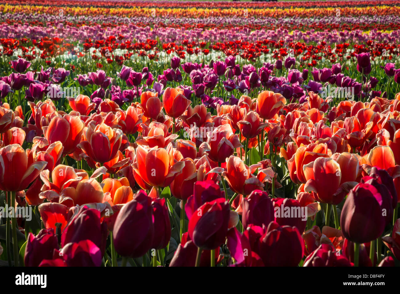 Rows of tulips on a flower farm Stock Photo - Alamy