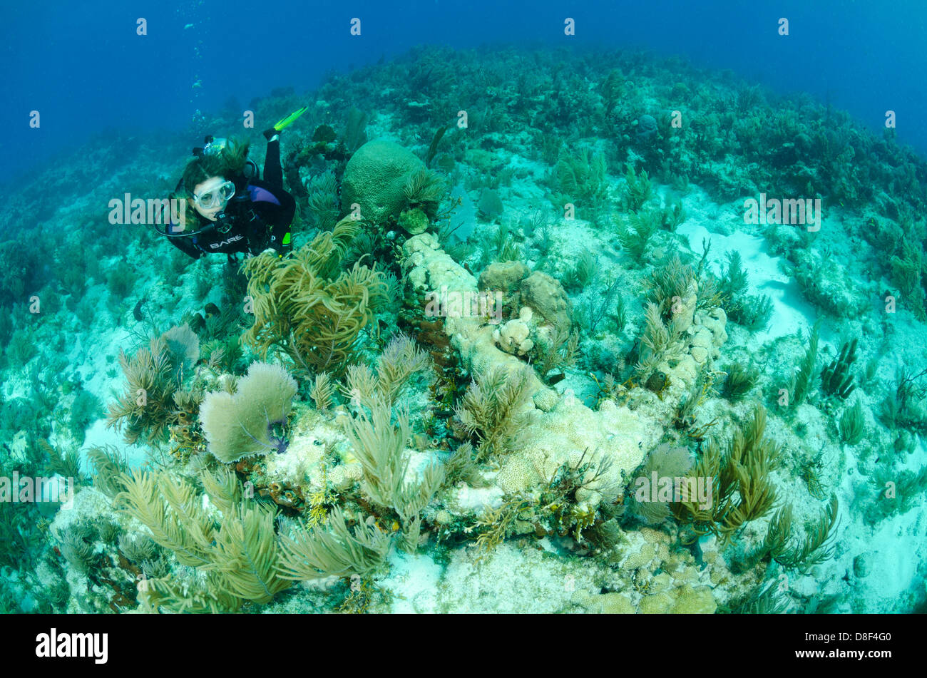 A female scuba diver swims next to the famous Spanish anchor in Key