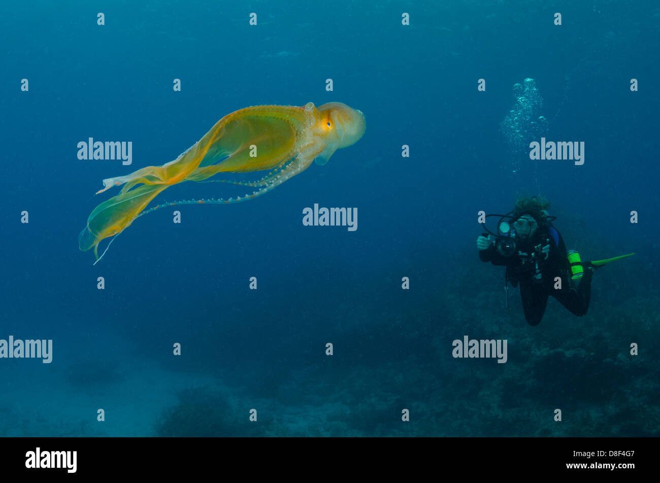 A female scuba divers shoots video of a blanket octopus Stock Photo