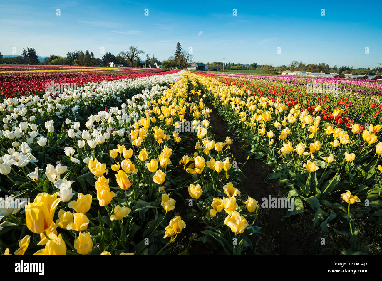 Rows of tulips on a far in Oregon's Willamette Valley Stock Photo - Alamy