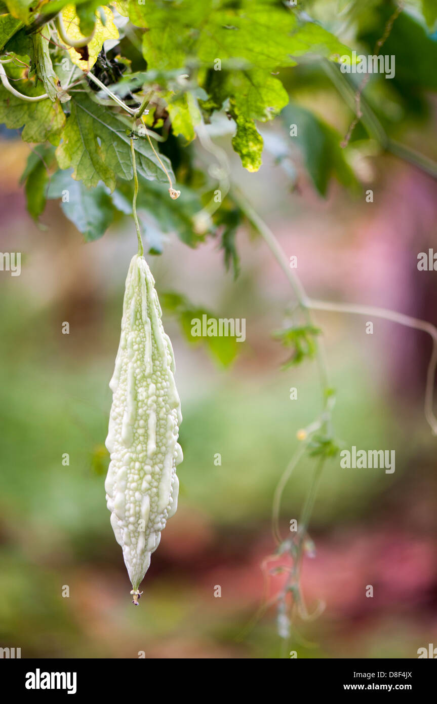 Bitter gourd plant hires stock photography and images Alamy