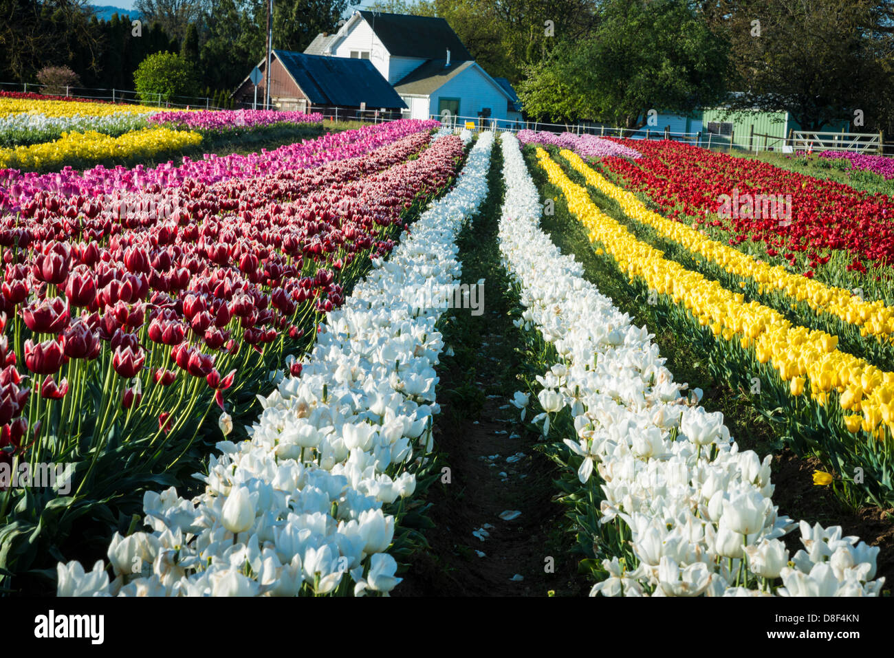 Rows of tulips leading to a farm house Stock Photo - Alamy