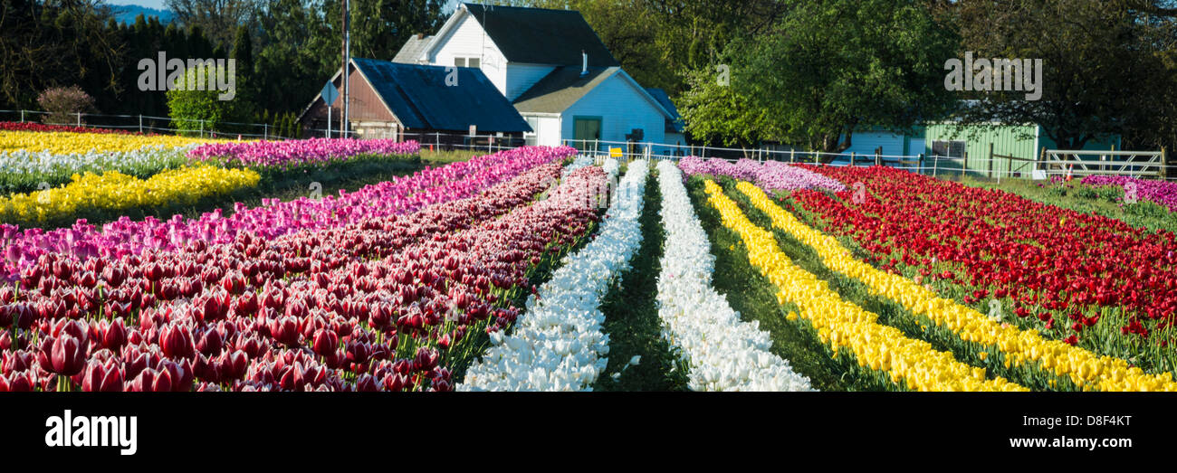 Rows of tulips leading to a farm house Stock Photo - Alamy