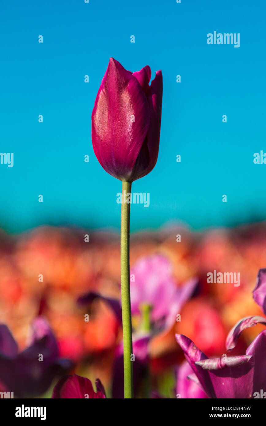 One tulip in a field of a flower farm Stock Photo - Alamy