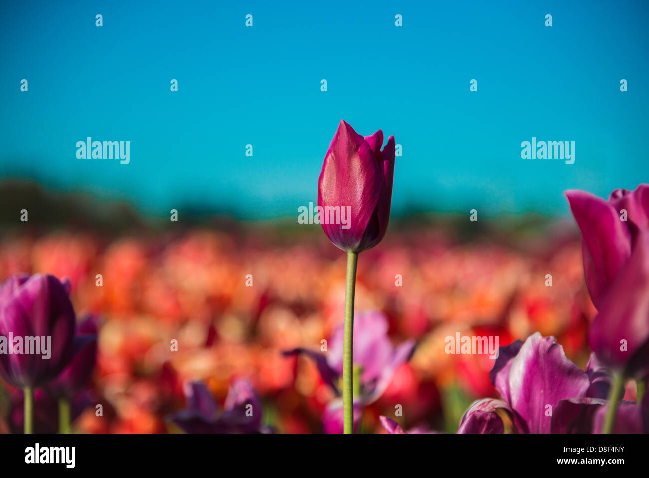 One tulip in a field of a flower farm Stock Photo - Alamy