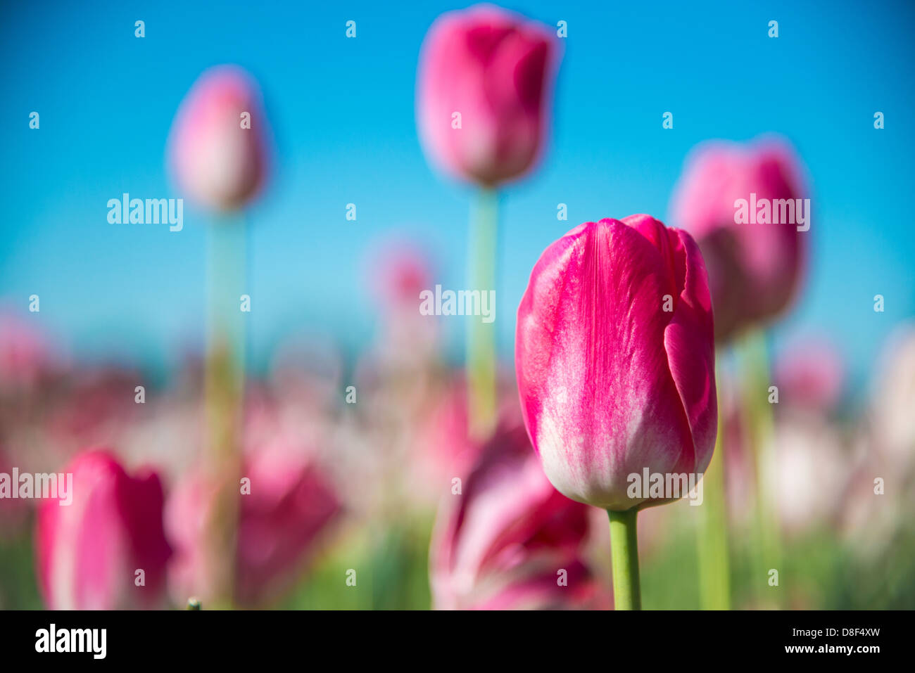 Tulips in a field of a flower farm Stock Photo - Alamy