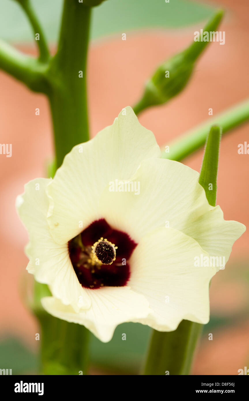 okra plant flower Stock Photo