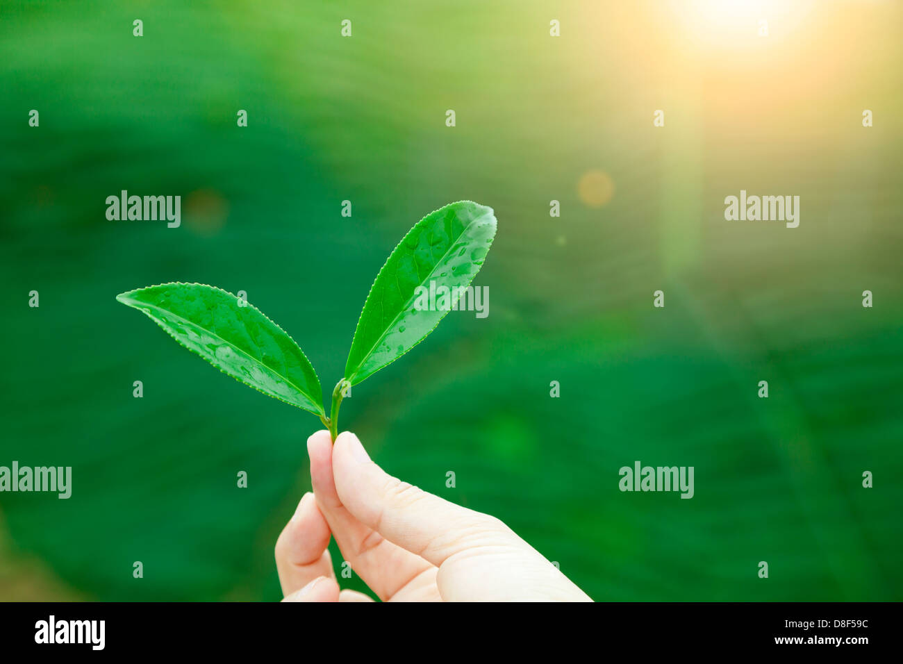 hand holding tea leaf and sunrise background Stock Photo