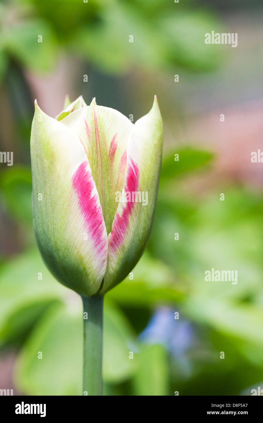 Tulipa viridiflora 'Flaming spring Green'. Stock Photo