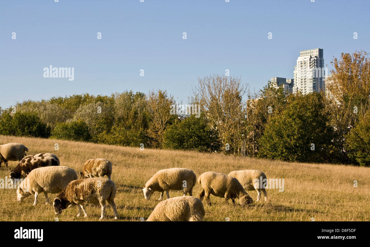 Mudchute City Farm and park with Canary Wharf business district in background Isle of Dogs London England Europe Stock Photo