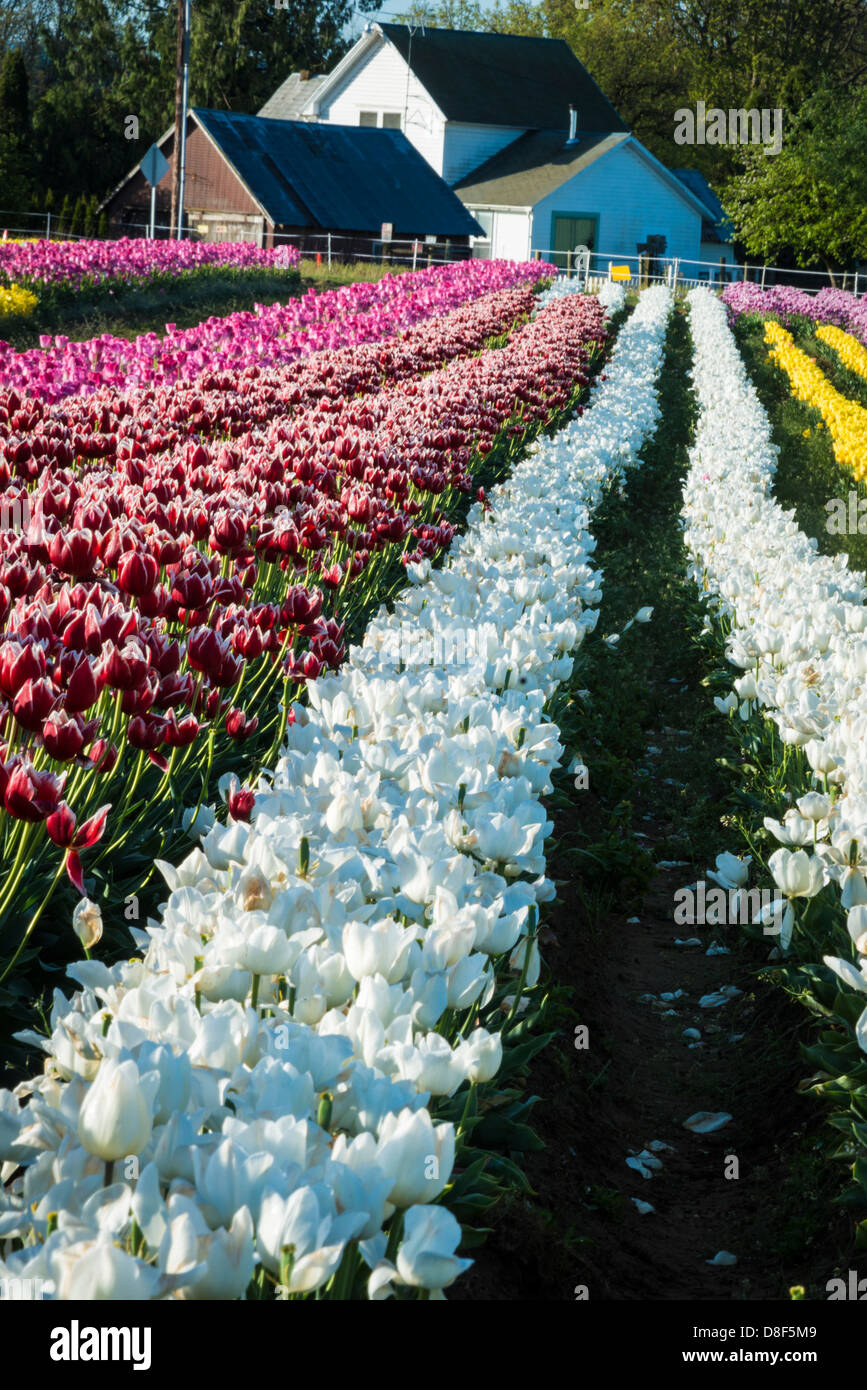 Rows of tulips leading to a farm house Stock Photo - Alamy