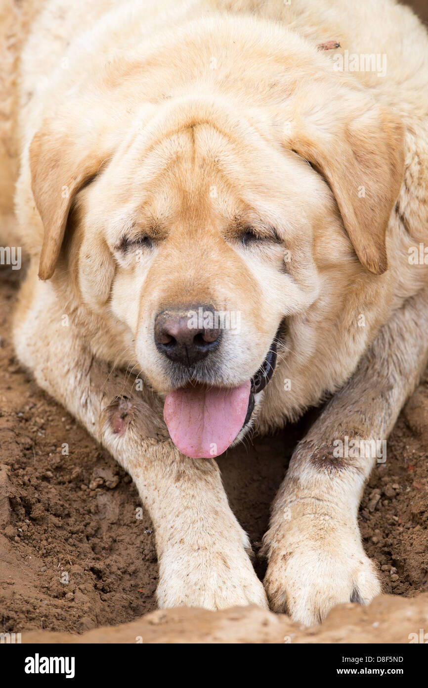 Rescued stray dog in PAWS kennel in Delhi, India Stock Photo