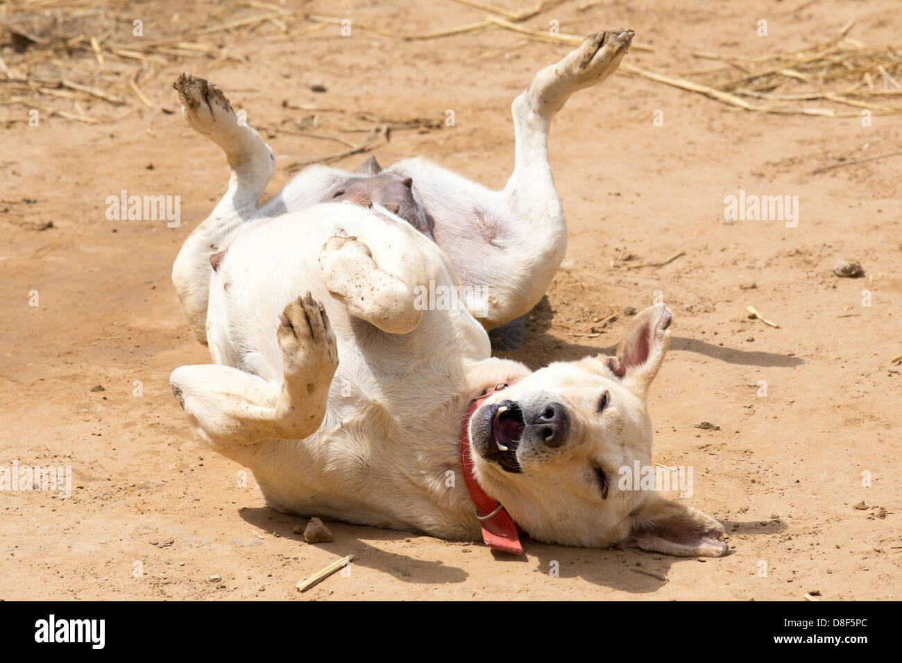 Rescued stray dog in PAWS kennel in Delhi, India Stock Photo Alamy