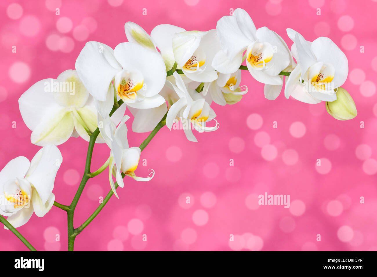 White beautiful orchid on the pink background Stock Photo - Alamy