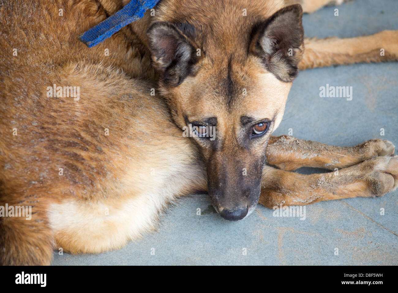 Rescued stray dog in PAWS kennel in Delhi, India Stock Photo Alamy