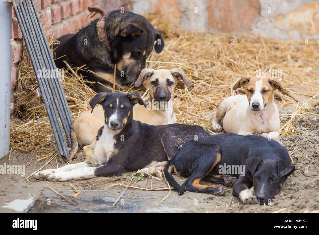 Rescued stray dogs in PAWS shelter in Delhi, India Stock Photo Alamy