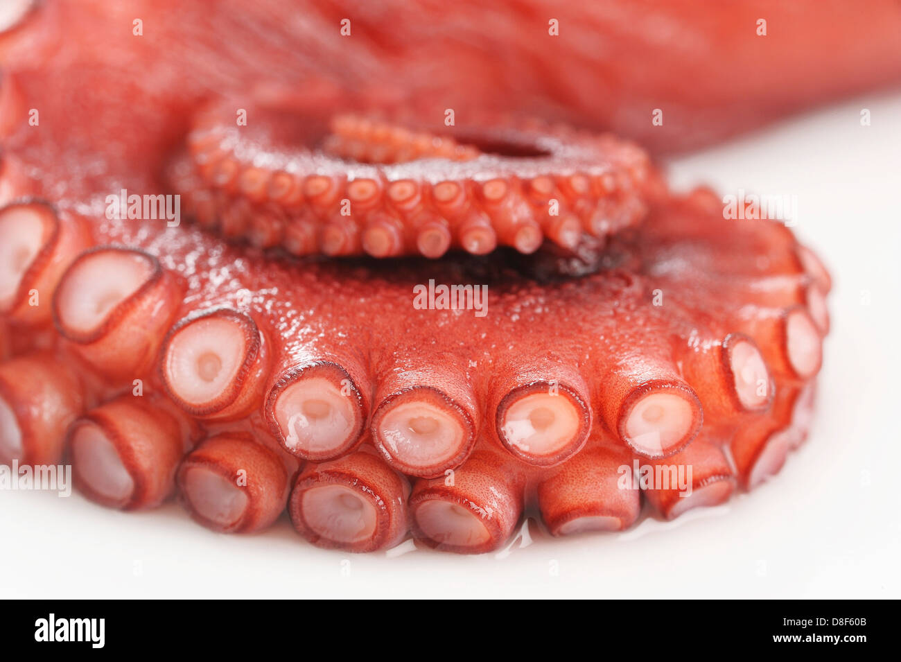 octopus - tentacle Stock Photo