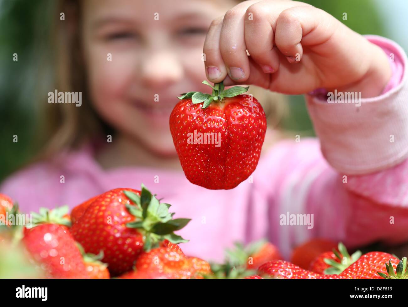Wiedenbrueck, Germany, 27 May 2013.Six-year old Jule eats a freshly harvested strawberry in Rheda-Wiedenbrueck, Germany, 27 May 2013. The strawberry harvest has started late in Germany with two weeks into the season due to the recent cold and wet spring weather. Photo:  Friso Gentsch/DPA/Alamy Live News Stock Photo