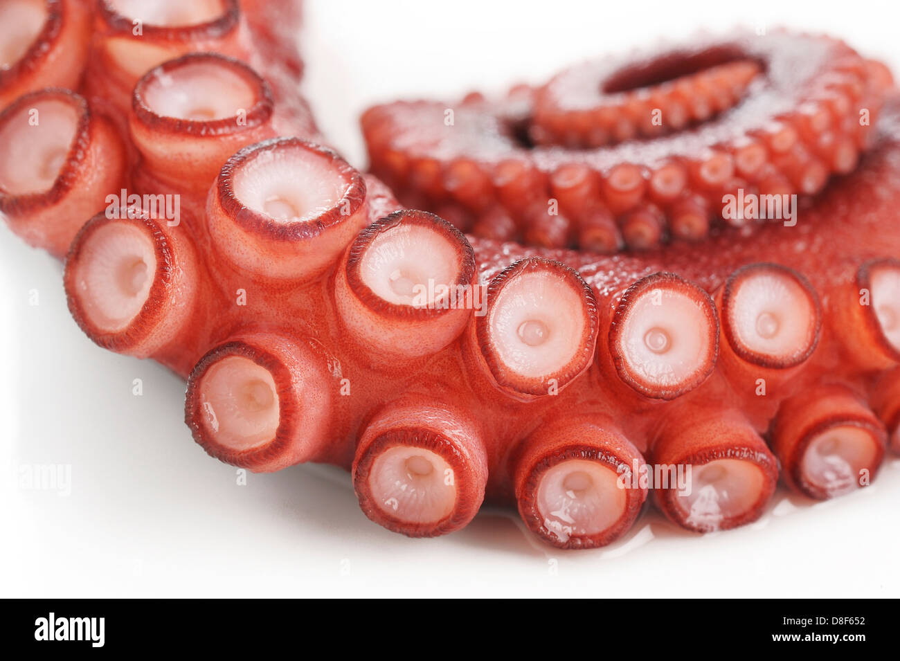 octopus - tentacle Stock Photo