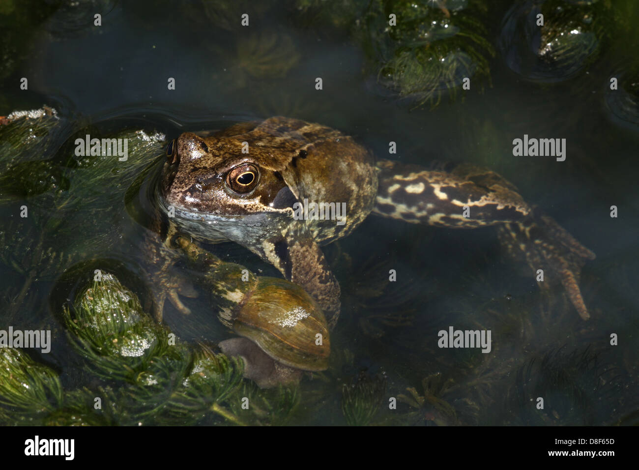 Common Frog. Rana temporaria Stock Photo Alamy