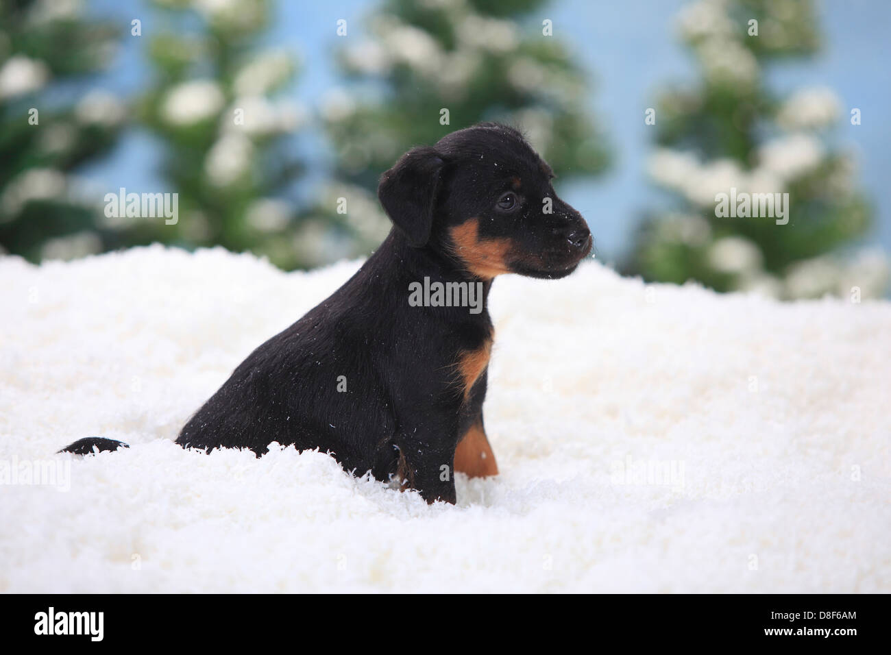 German Hunting Terrier, puppy, 6 weeks |Deutscher Jagdterrier, Welpe, 6 Wochen Stock Photo