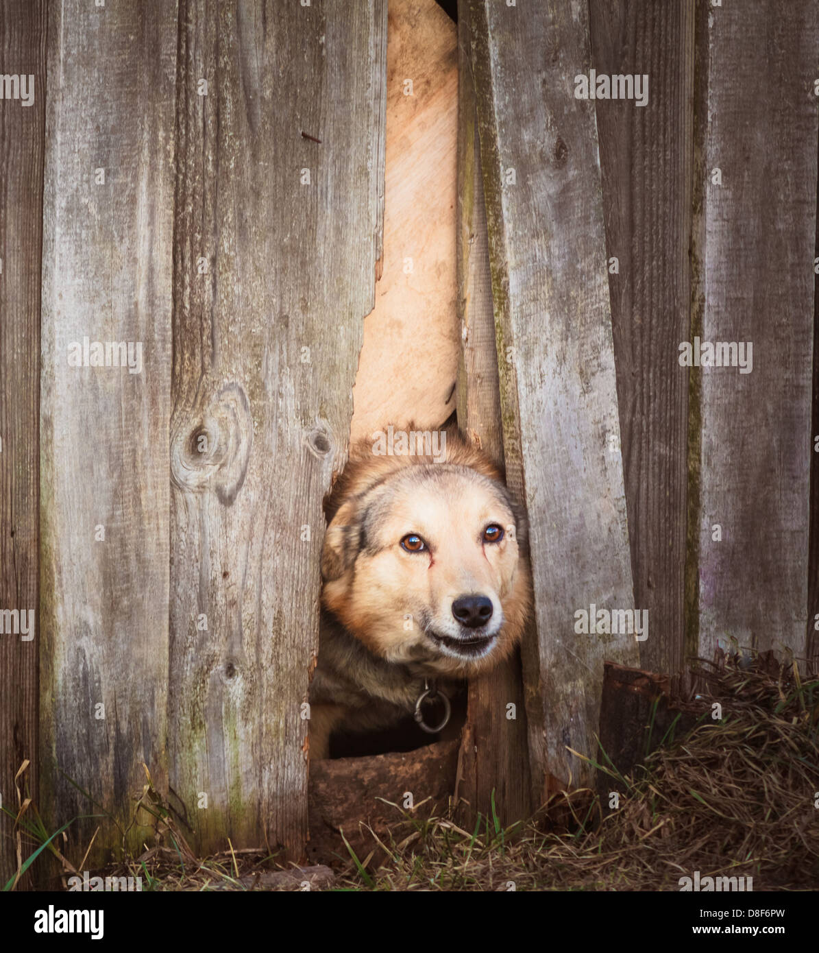 Dog Peeking Through Old Wood Fence Stock Photo Alamy