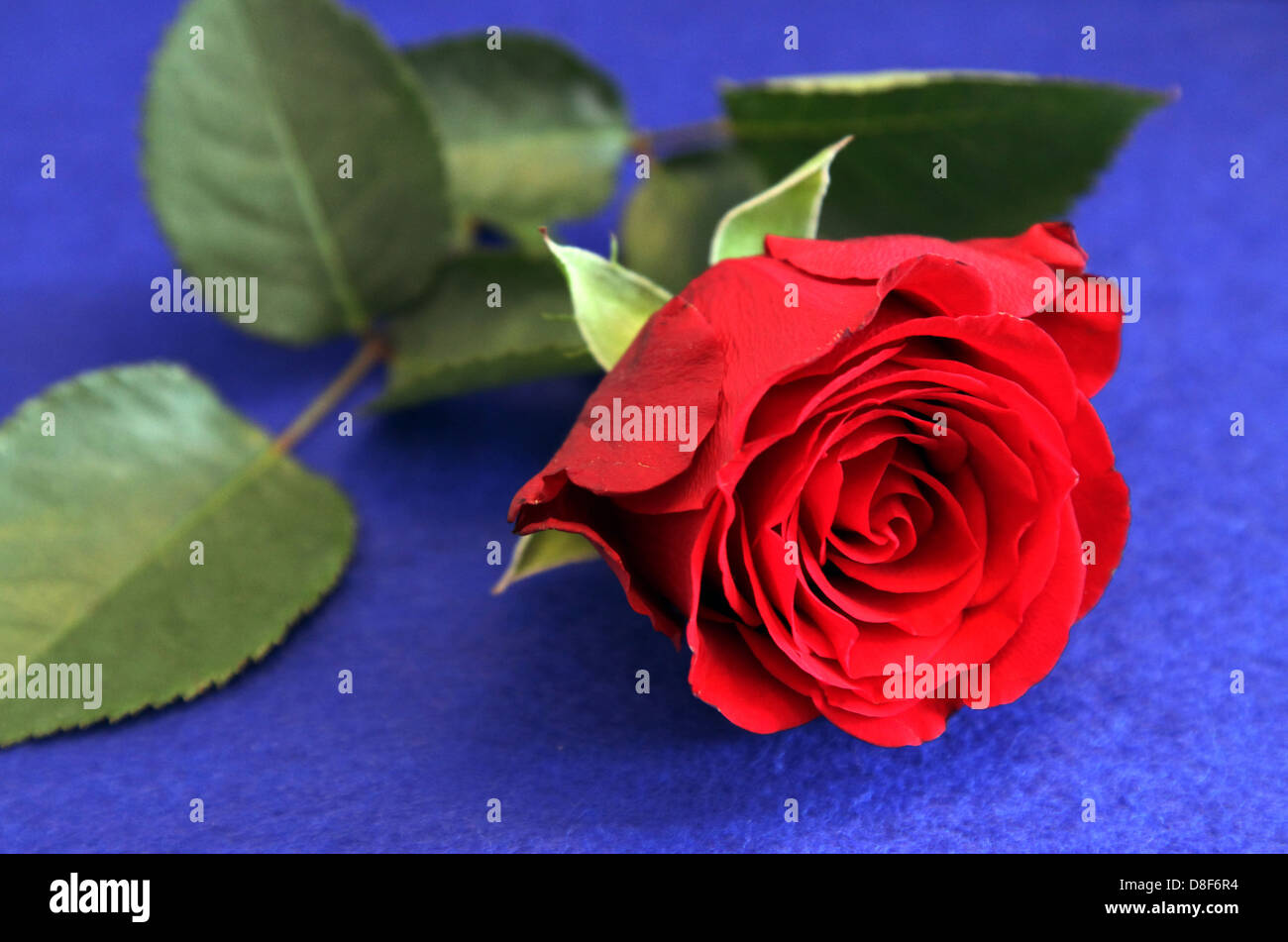 Berlin, Germany, Red Rose Stock Photo