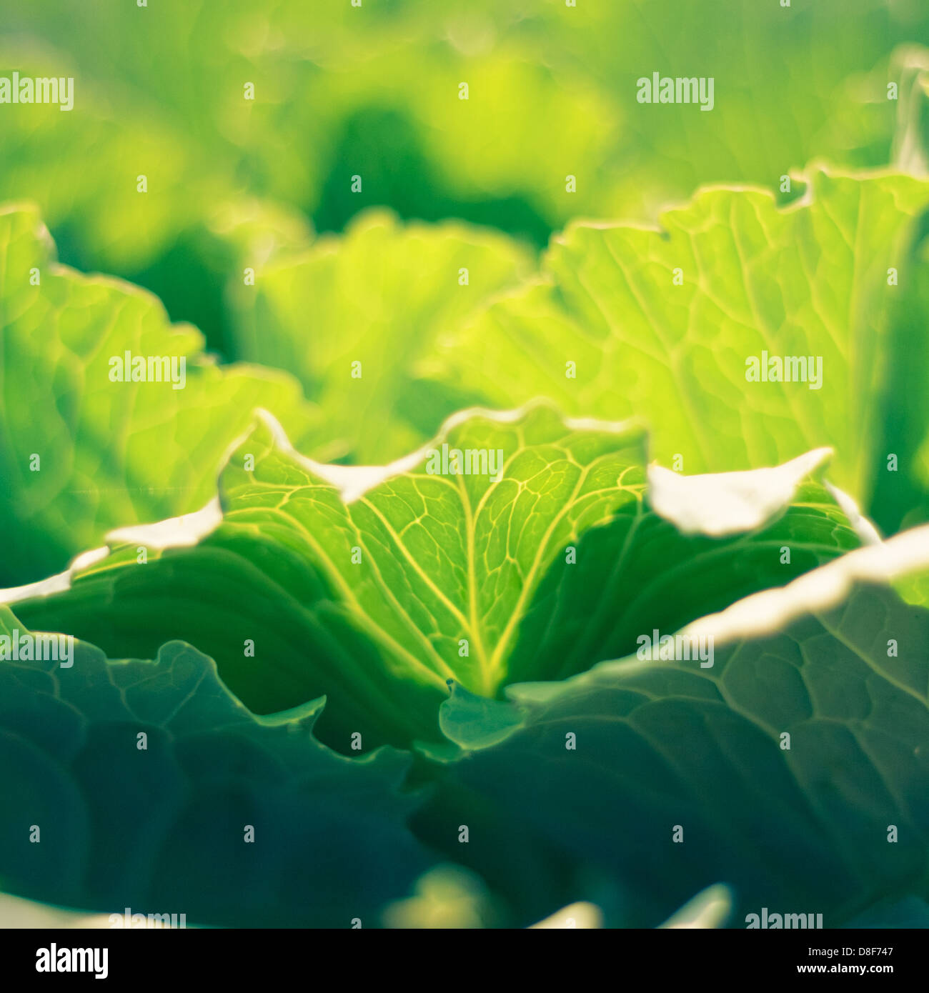 Fresh Cabbage Shoot In Garden Stock Photo Alamy