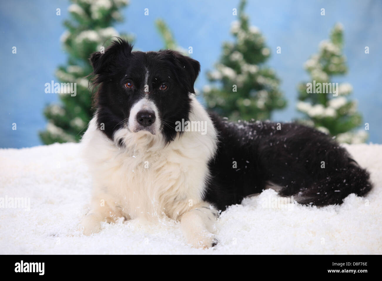 Border Collie, 15 years old |Border Collie, Ruede, 15 Jahre alt / alter Hund Stock Photo