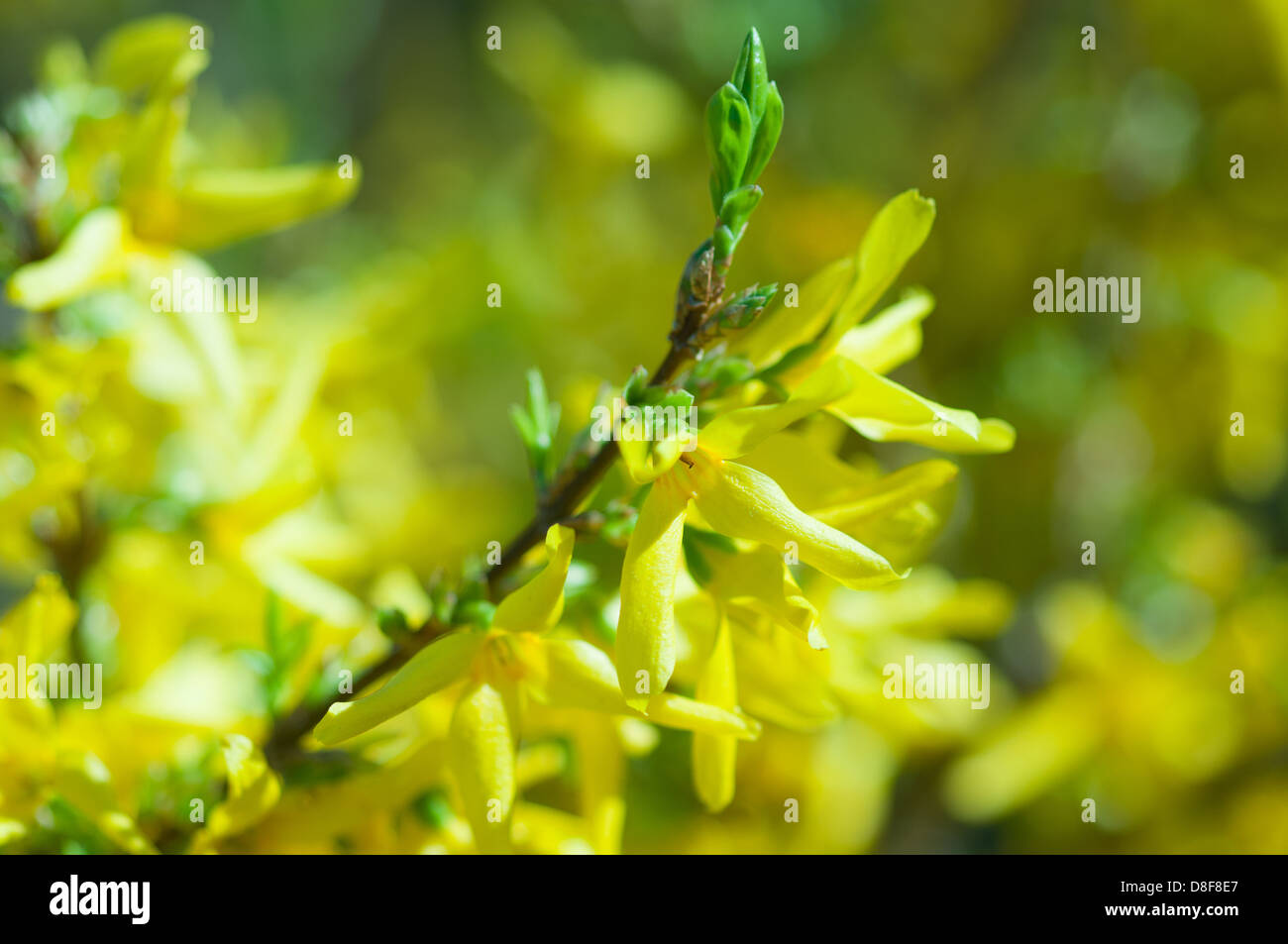 Forsythia twig with yellow flowers and green leaf. Stock Photo