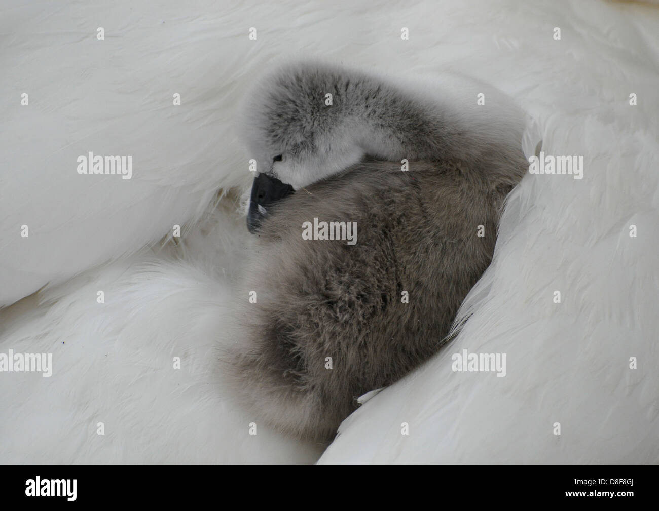 Young cygnet swan nestles in the feathers of the mother's back. Stock Photo