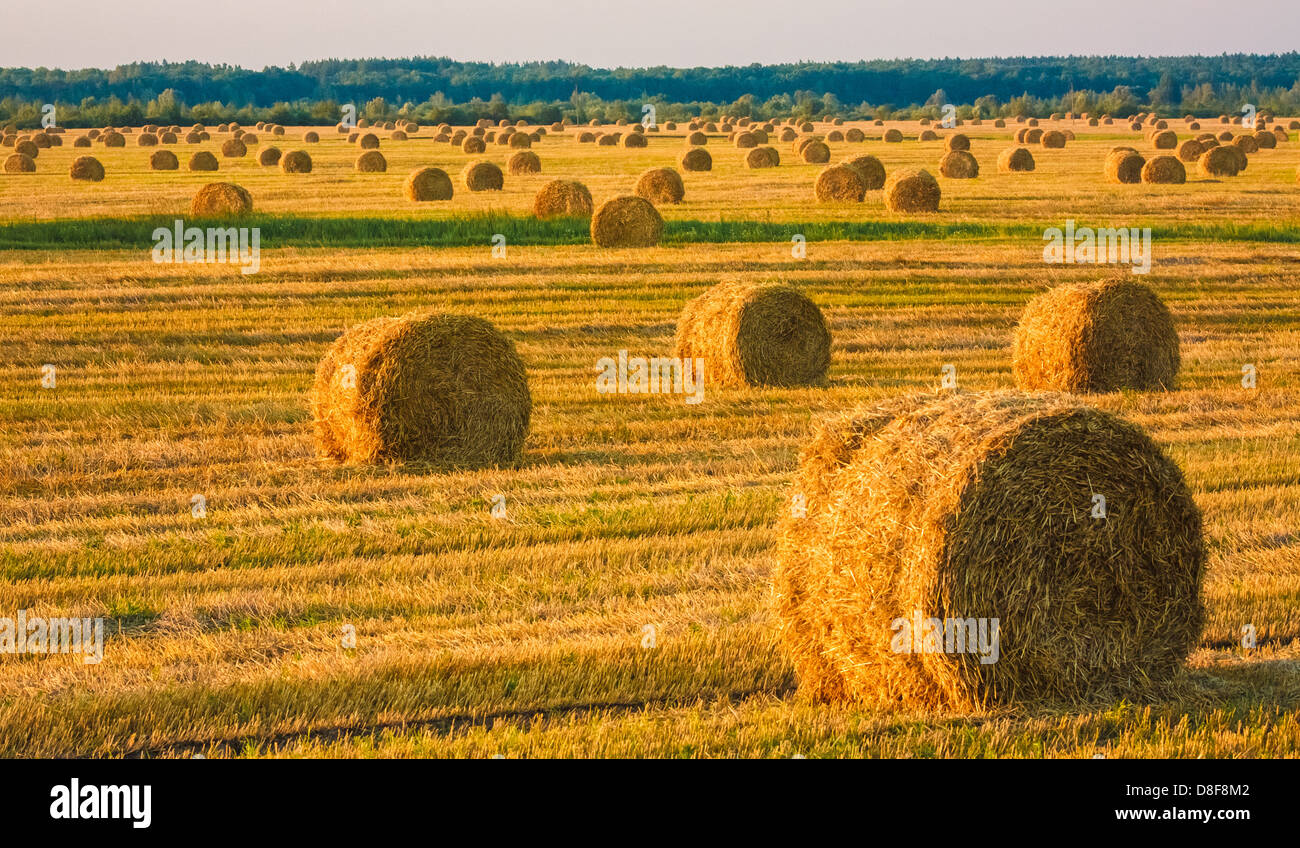 Perfect Harvest Landscape With Straw Bales Stock Photo - Alamy