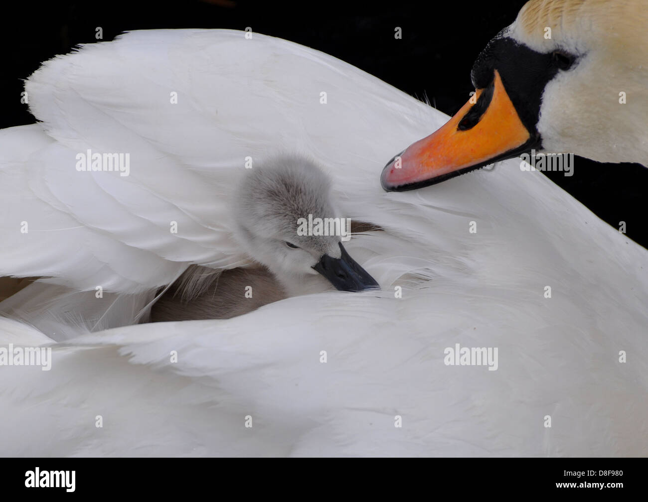 Protective swan mother checks on a cygnet which she is carrying on her back. Stock Photo