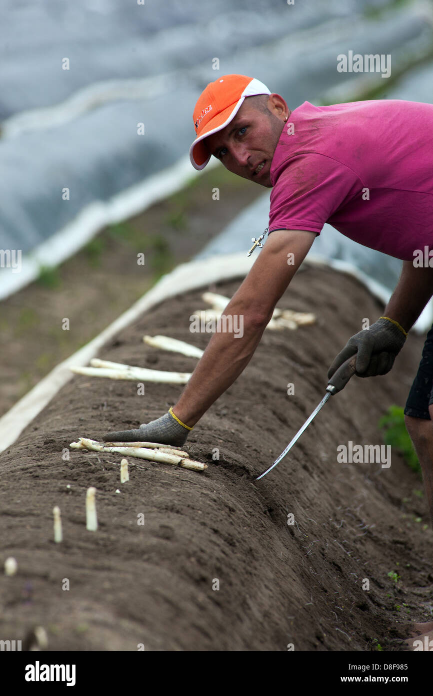 Seasonal workers, people from Romania and Bulgaria harvesting and picking asparagus, fields in Central Bohemia, Czech Republic Stock Photo